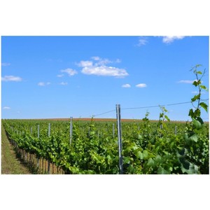 Đào Tre Hình Chữ U An Toàn 52*40Mm Thư 2.0-2.8M Phong Cách Nhôm Mỹ Kích Thước Độ Dày Kính Thiên Văn Hàng Rào T Bài/T Bài Clip - Product Image 6