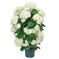 Bunga Hydrangea Buatan Simulasi Tinggi 70cm Tanaman Bonsai Bunga Artifisial untuk Dekorasi Interior Hotel Restoran