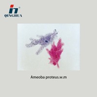 Microscope Slide Section of Ameoba Proteus.w.m Educational Slide Section Slides