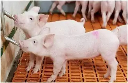 Zhmit équipement d'élevage de porcs abreuvoir de mamelon d'eau de porc mangeoire automatique de porc en acier inoxydable