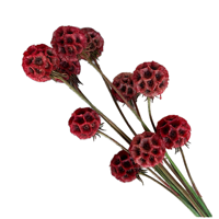Fleur de Scabiosa Éternelle Préservée Bourgogne Têtes de Fleurs Séchées Tiges Éternelles Remplissage de Bouquet DIY Décoration de Mariage Vente en Gros