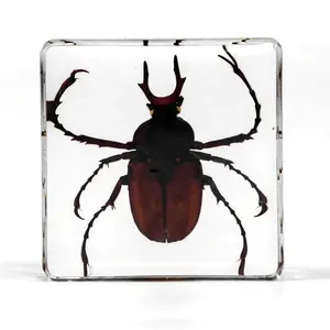 38*38*14mm China factory outlet food grade resin acrylic animal embedded preserved biological specimens insect resin specimen