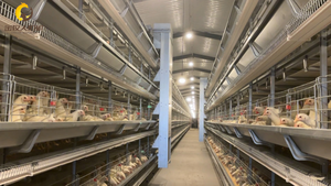 Jaula de batería tipo H para gallinas ponedoras, <span class=keywords><strong>precio</strong></span> de fábrica Jinmuren, Filipinas - Product Image 6