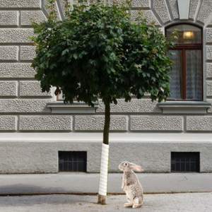 Protection <span class=keywords><strong>efficace</strong></span> contre les nuisibles, tube enveloppant en plastique, bouclier pour tronc d'arbre, protection contre les écureuils, les rats, les poulets, les lapins, accessoires <span class=keywords><strong>de</strong></span> protection contre les morsures - Product Image 5