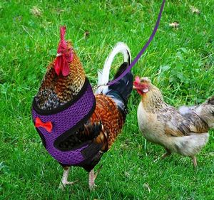 Échantillon Gratuit Harnais et Laisse Réglables pour Poulets et Oies, Petite Taille, Confortables et Respirants, Ensemble Gilet pour Poules - Product Image 2