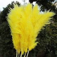Rumput Pampas Besar, Lembut, Berwarna-warni, Diawetkan, Grosir Pabrik, Bunga Kering untuk Dekorasi Rumah dan Pernikahan Boho