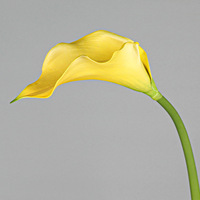 L-R397 Bestseller – Fleurs artificielles Calla Lily en EVA, toucher réel, taille moyenne, pour mariage, demande en mariage, décoration intérieure, centre de table