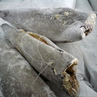 Poisson blanc entier de haute qualité 100% surgelé, poisson gras brut éviscéré et nettoyé de haute mer, IQF, emballé sous vide, exportation de Singapour, fournisseur en gros