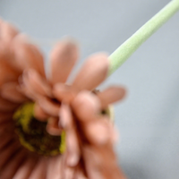 Bunga Gerbera Buatan Realistis Bergaya Pastoral, Bahan Sutra, Model Daisy Afrika, Untuk Dekorasi Ruang Tamu, Tangkai Tunggal