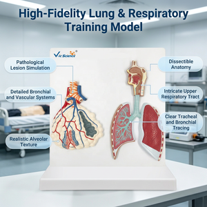 Modelo Anatómico del Sistema Respiratorio Humano y Alvéolos Ampliados para la Enseñanza de Medicina Respiratoria en Facultades de Medicina, con Certificación CE, ISO y ROHS - Product Image 1