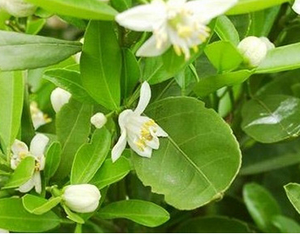 Huile essentielle de néroli en gros pour la fabrication de bougies, de savons, de <span class=keywords><strong>parfums</strong></span> et de soins de la peau - Product Image 4