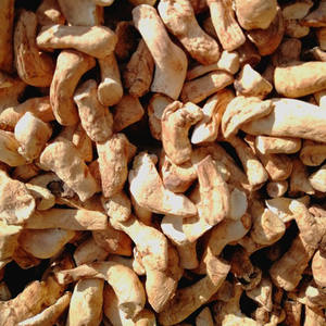 Корни <span class=keywords><strong>Shiitake</strong></span>, оптовая продажа, чистые сушеные стебли <span class=keywords><strong>shiitake</strong></span> для продажи - Product Image 5