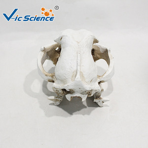 Modèle de crâne de chien détachable ; structure anatomique du crâne canin ; outil pédagogique pour la formation vétérinaire. - Product Image 1