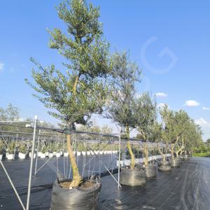 HOKBG precio de fábrica respetuoso con el medio ambiente transpirable bolsa de plantas bolsas de cultivo de tela de polipropileno para la plantación de olivos - Product Image 4