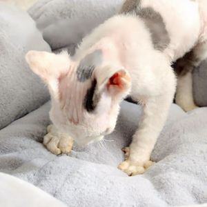 โซฟาเบดสำหรับสัตว์เลี้ยงแบบสั่งทำจากโรงงาน แข็งแรง ทนทาน เป็นมิตรกับสิ่งแวดล้อม ใช้ได้ทุกฤดู ซักล้างได้ อุ่นสบาย ขนาด S เตียงแมวแบบถ้ำ - Product Image 3