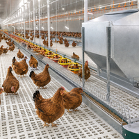 Ligne d'alimentation automatisée Pan/Chain pour fermes avicoles : Optimisez le taux de croissance