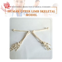 Modelo Flexible de PVC 1:1 de Huesos del Brazo, Anatomía de la Extremidad Superior, Prótesis de Demostración Ortopédica, Modelo de Anatomía de la Extremidad Superior