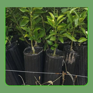 Pots de plantation noirs jetables pour semis d'<span class=keywords><strong>agrumes</strong></span>, de forme rectangulaire élancée, à ouverture épaissie et plus hauts, pour <span class=keywords><strong>pépinière</strong></span> domestique - Product Image 2