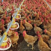 Système Automatique d'Alimentation et d'Abreuvement pour Volailles (Poulets, Canards, Dindes) – Équipement Complet Réglable en Hauteur pour Ferme