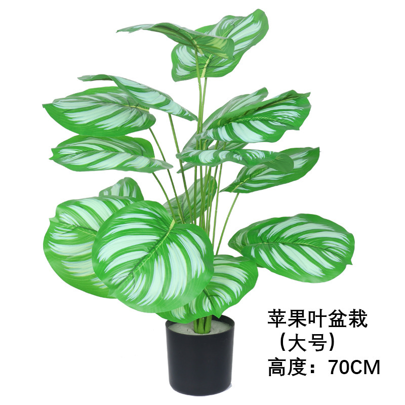 Planta en maceta de hoja de manzana, tamaño grande