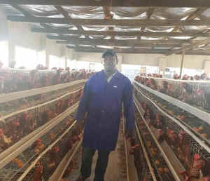 Cages à poulets galvanisées à chaud à 4 niveaux et 5 portes pour l'élevage de 10 000 poulets - Product Image 3