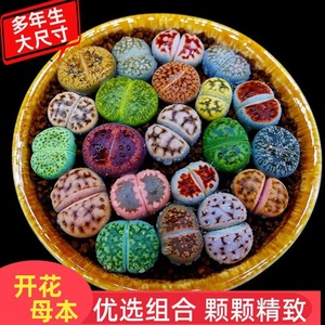 Assortiment de plantes succulentes Lithops en pot rond pour aménagement intérieur, option cadeau de pendaison de crémaillère - Product Image 4
