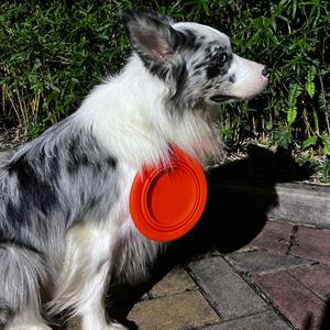Nuevo diseño de lujo, cuenco de alimentación portátil de viaje para mascotas, cuenco plegable de silicona para perros y cachorros, cuenco de agua plegable para perros y gatos - Product Image 6