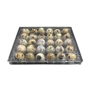 Egg cartons 30 count for holding 30 quail eggs for storing and transporting