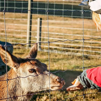 Clôture de champ à nœuds articulés galvanisée à chaud haute résistance pour bétail, cerfs et chèvres, 6 et 8 pieds, vente en gros d'usine