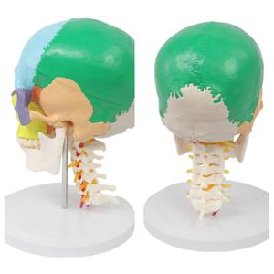 Modèle <span class=keywords><strong>de</strong></span> vertèbres cervicales à 7 avec crâne à code couleur Modèle anatomique grandeur nature pour l'enseignement et la formation chiropratique - Product Image 4