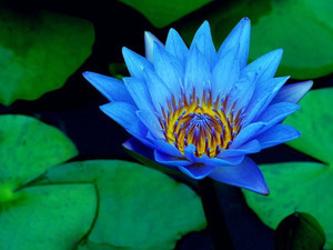 Gmp Fabriek 200:1 Blauwe <span class=keywords><strong>Lotus</strong></span> Extract Van Bloem, Voor Aromatherapie, Cosmetica, Haar, Zeep, Gezondheidszorg Supplement - Product Image 2