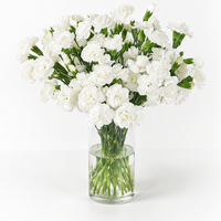 Fleur fraîche blanche à longue tige, origine Yunnan, vente en gros pour mariages, Saint-Valentin, anniversaires et décorations intérieures