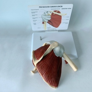 Modelo de banda escapular esquelética humana y músculo clavicular - Product Image 4