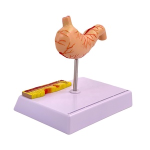 Model Lumba-lumba Perut Manusia Berkualitas Tinggi, Model Lambung Lambung - Product Image 4