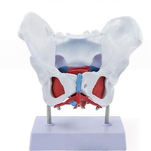 Modelo de <span class=keywords><strong>Pelvis</strong></span> Femenina con Músculos del Suelo Pélvico, Tamaño Real, Desmontable, para Entrenamiento en Obstetricia y <span class=keywords><strong>Fisioterapia</strong></span> - Product Image 2