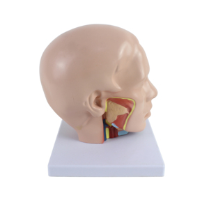 Человеческая голова с моделью мозговой артерии, модель анатомии головы с мозгом - Product Image 5