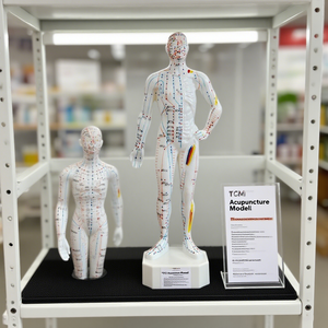 Modèle d'<span class=keywords><strong>acupuncture</strong></span> scientifique médicale EwayHealth 55 cm, points d'<span class=keywords><strong>acupuncture</strong></span> humains avec massage musculaire, modèle pédagogique en PVC - Product Image 5