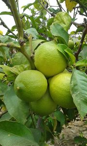 Vente en gros de citrons frais sans pépins Qualité supérieure Produits agricoles du Vietnam Prix compétitifs - Product Image 3