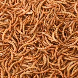 Vente en Gros Directe d'Usine de Larves Riches en Protéines et Nutriments - Insectes Comestibles, Vers de Farine Séchés pour Oiseaux, Amphibiens et Appâts Aquatiques - Product Image 2