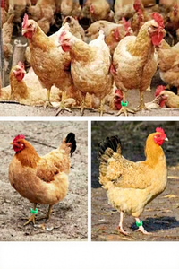 Bagues <span class=keywords><strong>de</strong></span> marquage réglables pour pattes d'oiseaux - Anneaux à clipser pour poulets, canards, <span class=keywords><strong>oies</strong></span> et oiseaux - Product Image 5