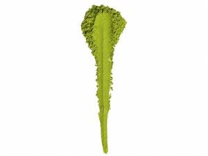 TBT-3 de Alta Calidad Premium, Mezcla Japonesa de Primera Cosecha Yame Kagoshima, Saemidori Asatsuyu, Sabor Suave, Bolsas de 1 kg de Polvo para Latte - Product Image 2