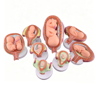 Ensemble de modèles de développement fœtal : Tableau des étapes embryonnaires du 1er au 7e mois, modèle d'anatomie amovible en PVC, lot de 8 modèles pour l'enseignement médical