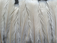 Vente en gros de plumes de dinde teintes en vrac pour accessoires de carnaval et robes