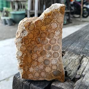 Vente en gros de dalles de jade corail de style bohème, naturelles, pour la guérison spirituelle, tendance mode pour la décoration intérieure, cadeaux de fêtes et d'anniversaire, pierre - Product Image 2