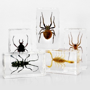 Artesanía de resina de alta calidad, pisapapeles de insectos de taxidermia encapsulados con insectos reales para educación científica y colección de especímenes - Product Image 4