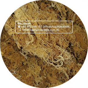 Musgo Irlandés Dorado Seco para Hacer Gel / Musgo Irlandés / Señora Lily - Product Image 1