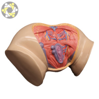 Modèle d'enseignement de l'anatomie humaine, système reproducteur féminin, périnée, utérus, sciences médicales