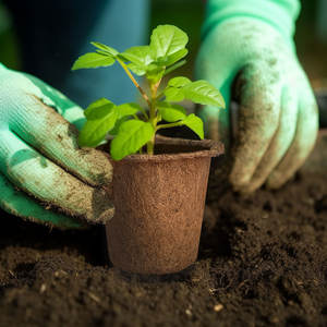 Taza de plántulas de palma de coco <span class=keywords><strong>maceta</strong></span> de plántulas de nutrición <span class=keywords><strong>maceta</strong></span> de crecimiento de plantas verdes suministros de jardinería de plantas verdes - Product Image 2