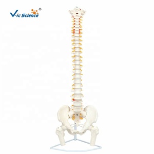 แบบจำลองกายวิภาคกระดูกสันหลังมนุษย์พร้อมหัวกระดูกต้นขา แบบจำลองจำลอง PVC สำหรับการสอนวิทยาศาสตร์การแพทย์ในโรงเรียนและคลินิก - Product Image 2