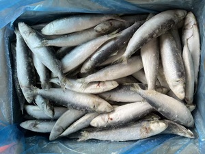 X26228 Sardine, poisson de fabrication, surgelé <span class=keywords><strong>en</strong></span> mer, meilleur prix, sardine à capture légère pour le marché, sardine surgelée IQF, 60-80 pièces - Product Image 6